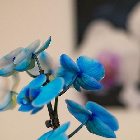 Hotel Art Písek Eksteriør bilde